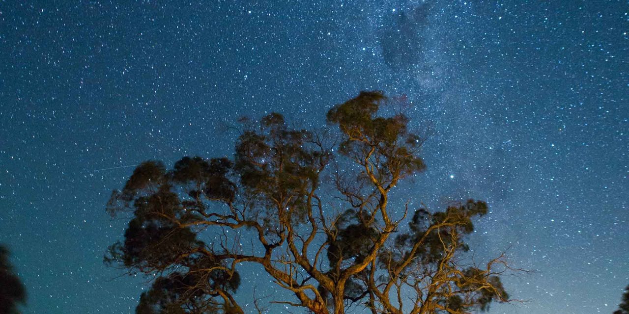 The Oldest Trees on Earth and the Stories They Tell